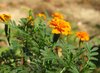 tagetes patula