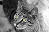 Cat eyes