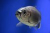 Fish 1