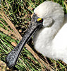 royal spoonbill