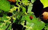 ladybird at home