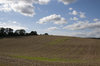Harvested field