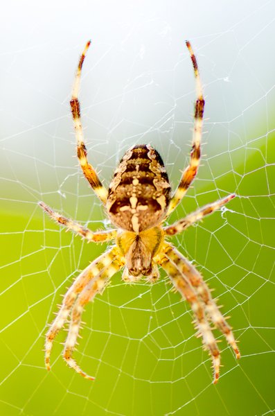 Spider: spider macro