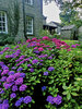 Hydrangea garden