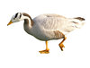 Goose
