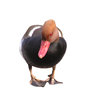 Pochard