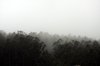 Foggy wood 6