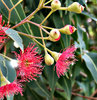 red gumtree blossoms & buds