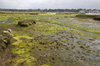 Estuary mudflats