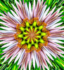 pink petaled flower burst
