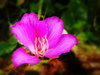 Pink Bauhinia 2