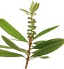 Bottle Brush Branch