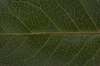 Green macro leaf