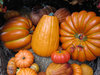 Pumpkins