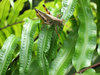 Grasshopper