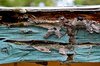 Dry Rot