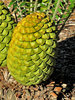 cycad cones2