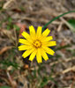 the colour of weeds