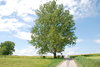 spring landscape