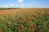Poppies