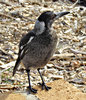 adolescent Aussie magpie3