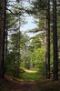 forrest