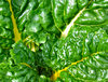 garden textures and colours