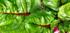 garden textures and colours