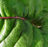 garden textures and colours
