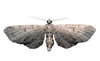 Moth