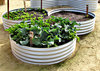 community garden