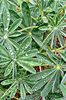 raindrops keep falling