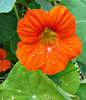raindrops keep falling