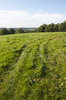 Green pasture