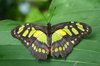 Green butterfly