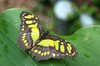 Green butterfly