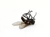 Dead Fly
