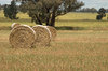 rural