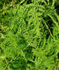 fine foliage