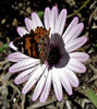 butterfly and daisy