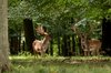 Deers in the glade