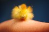 Pale Tussock Moth Caterpillar 