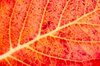 Autumn color