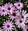 pink and white daisies