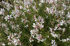 Gaura flowers