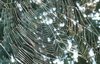 Spider Web
