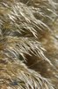 Feather like plant 2