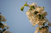 Cherry blossom 2