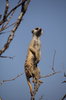 Meerkat Sentinel