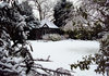 Snow: A Winter WonderLand